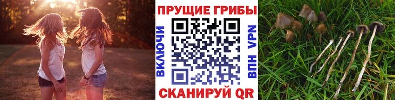 Псилоцибиновые грибы мицелий  Казань 